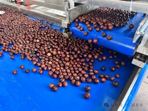 普洱江城坚果加工厂投入运营，氢氟酸应用引关注